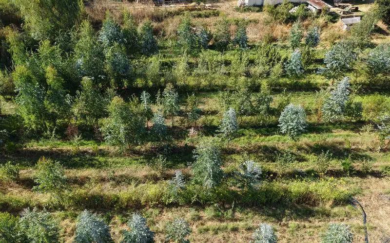 Ladera con hileras de árboles y arbustos jóvenes en un bosque comestible en formación