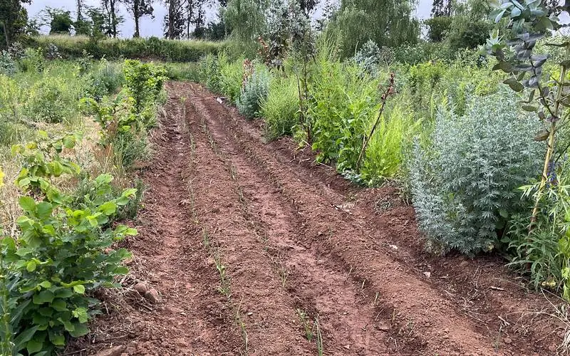 Hileras de arbustos y árboles plantados a ambos lados de un camino de tierra
