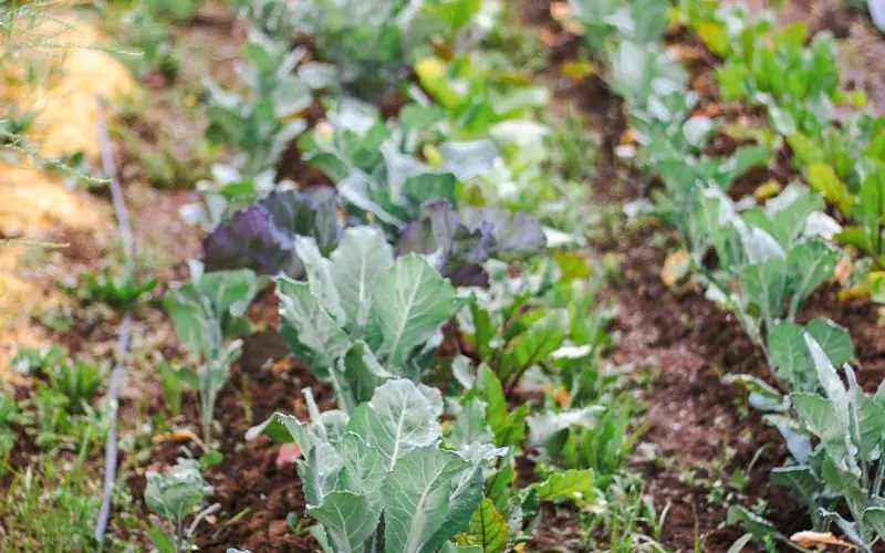Hileras de hortalizas de hoja creciendo en una huerta