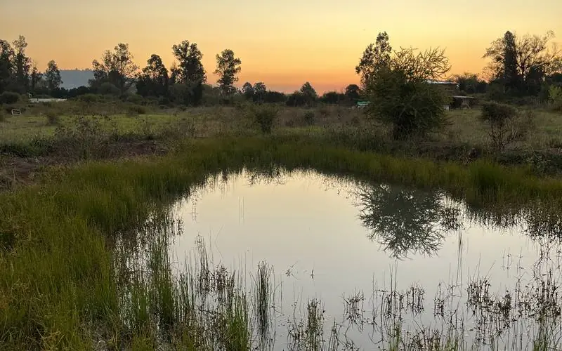 Laguna rodeada de totoras al atardecer en un predio regenerado