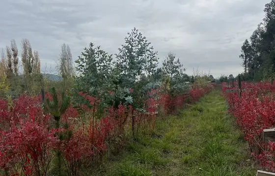 Hileras productivas de arbustos y árboles establecidos en una ladera regenerada