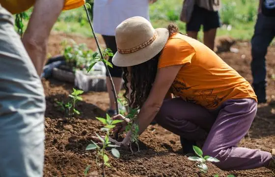 Manos plantando un árbol joven en tierra removida durante una jornada de plantación