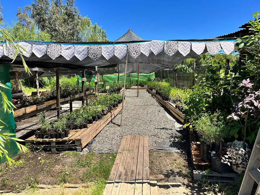 Pasillo central del Vivero Corazón con mesones de plantas bajo malla de sombra