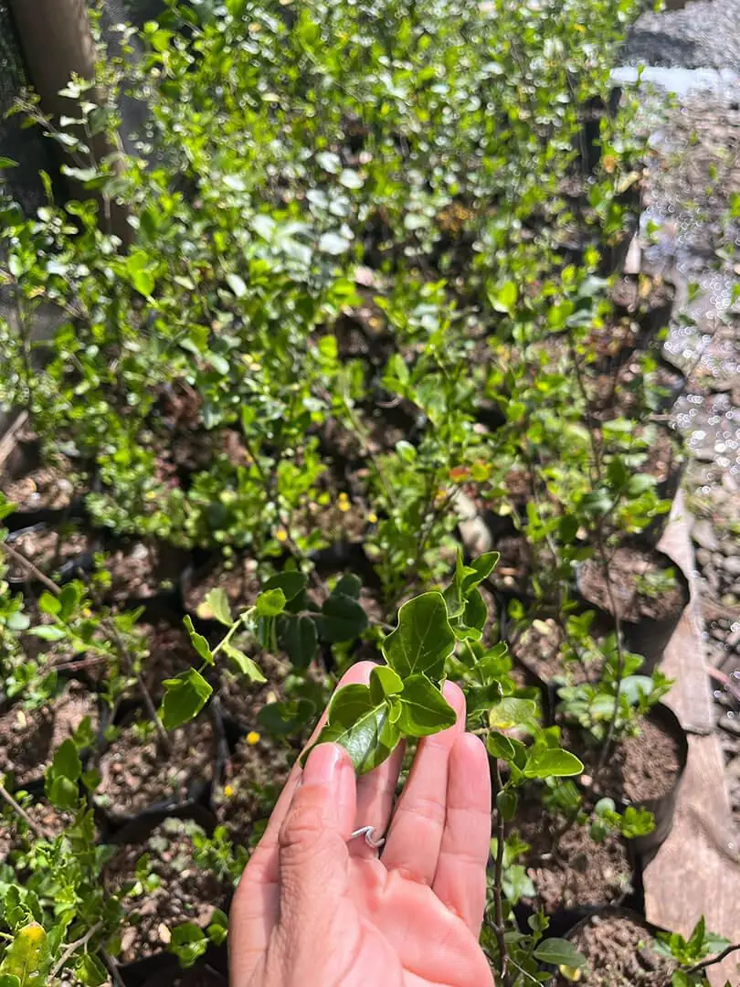 Mano sosteniendo hojas de un plantín entre las hileras del vivero